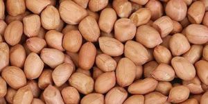 Groundnut Seeds