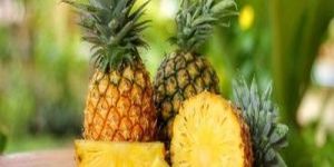 Premium Golden Pineapple