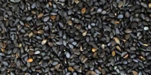 Sesame Seeds