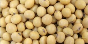 Soya Seeds