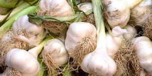 Fresh Garlic