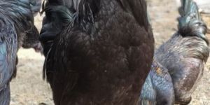 Kadaknath Chicken
