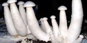 Milky Mushroom