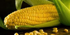 Corn