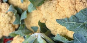 Fresh Cauliflower