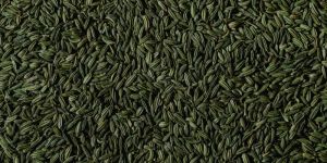 Green Fennel Seeds (Saunf)