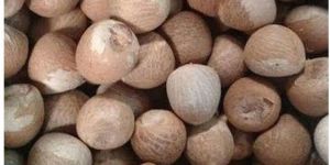 moti betel nut