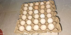 Desi Eggs