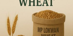 MP Lokwan Wheat