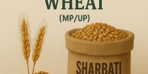Sharbati Wheat