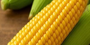 Yellow Maize