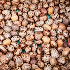 Castor Seeds