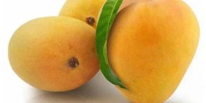 Alphonso Fresh Mango - Badami