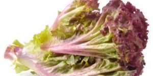 Fresh Red Lettuce