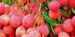 Litchi