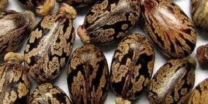 Castor Seeds