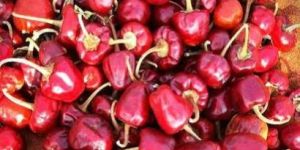Ramanathapuram GI Dried Red Chilli