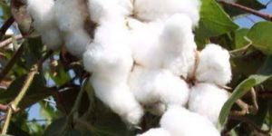 Raw White Cotton