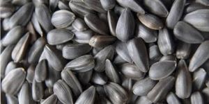 Sunflower Seeds