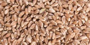 Wheat Grain