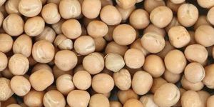White Pea Beans