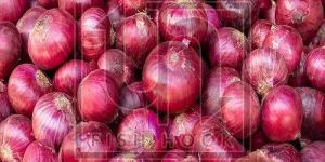 Organic Red Onion