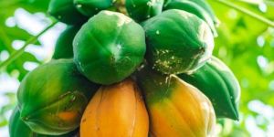 Papaya
