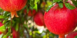 Pomegranate