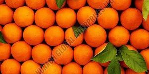 Fresh Mandarin Orange