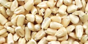 White Corn Seeds