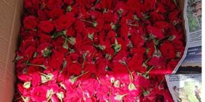 Fresh Red Rose Flower