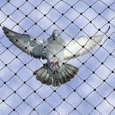 Pigeon Safety Nets