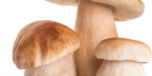 delicious high-quality mushrooms