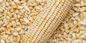 non gmo white maize corn