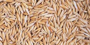 top quality pure organic oats grains