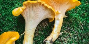 wild dried chanterelle mushrooms
