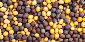 mustard black yellow seed