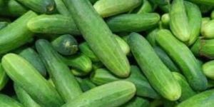 Organic Cucumber