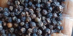 Black Pepper