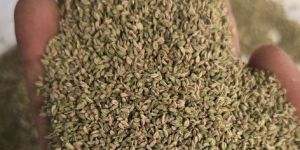 Organic Ajwain