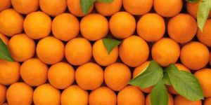 Fresh Orange