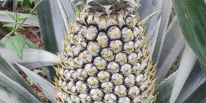 Fresh Pineapple