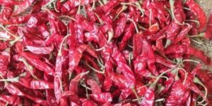 Teja Dry Red Chilli