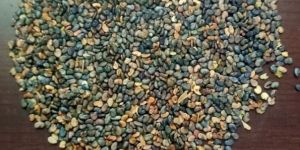 Unclean Sun Hemp Seeds