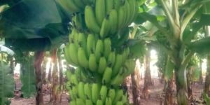 Fresh Green Banana
