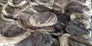 Frozen Buffalo Meat Offal