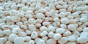 4 Suta Phool Makhana