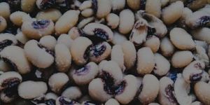 Dried Organic Cowpea Seeds