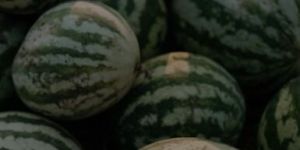 Sweet Watermelon