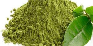 Green Tea Extract